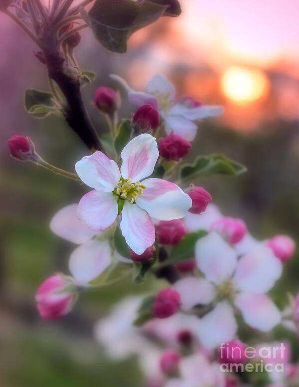 White Art Print featuring the photograph Apple Blossom Sunrise by Henry Kowalski