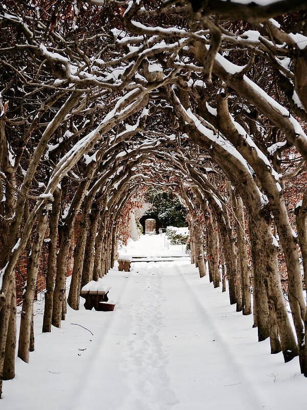 Arbor Art Print featuring the photograph Arbor in the Snow by Rachel Morrison