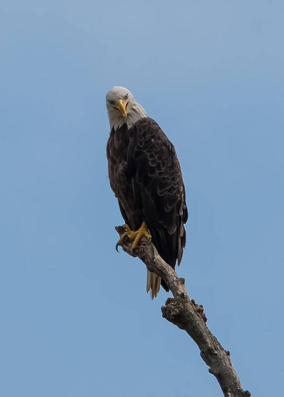 Bald Eagle Art Print featuring the photograph Are You Looking At Me by Holden The Moment