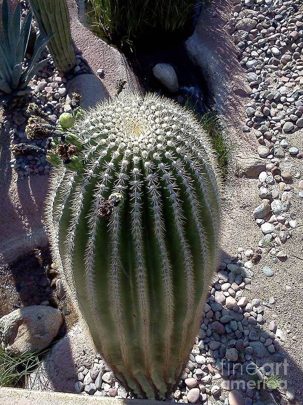 Cactus Art Print featuring the photograph At the top by Pamela Henry