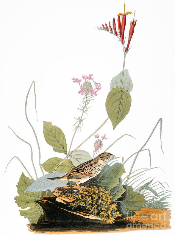 1838 Art Print featuring the photograph Audubon: Bunting by Granger