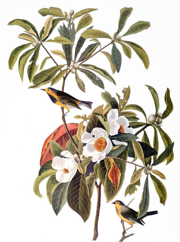 1827 Art Print featuring the photograph Audubon: Warbler, 1827-38 by Granger