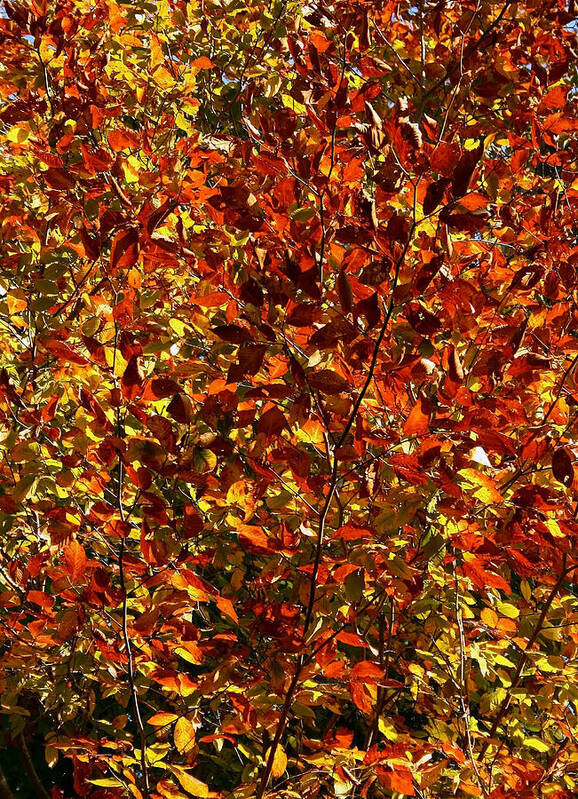 Color Art Print featuring the photograph Autumn Colors by Karen Harrison Brown