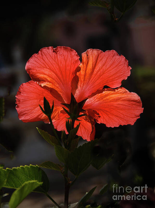 Hibiscus Art Print featuring the photograph Backlit Hibiscus by Robert Bales