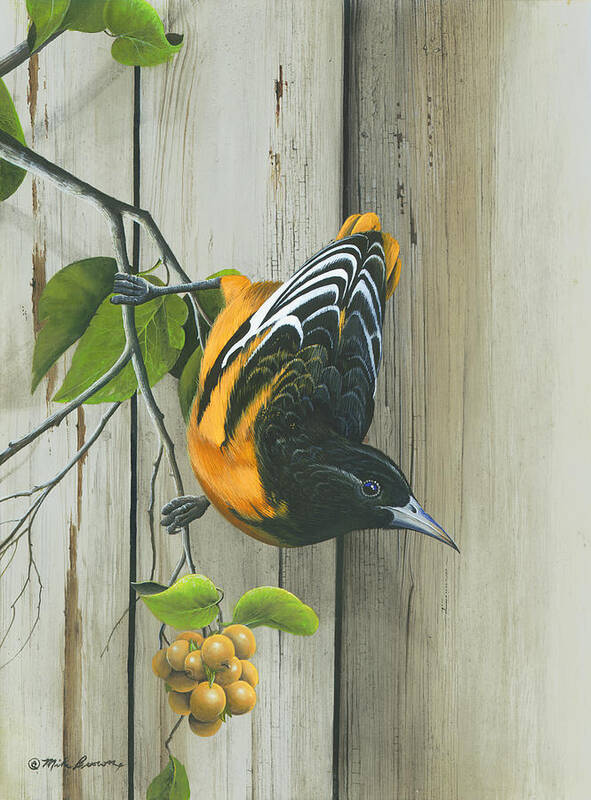 Baltimore Oriole Art Print featuring the painting Baltimore Oriole by Mike Brown