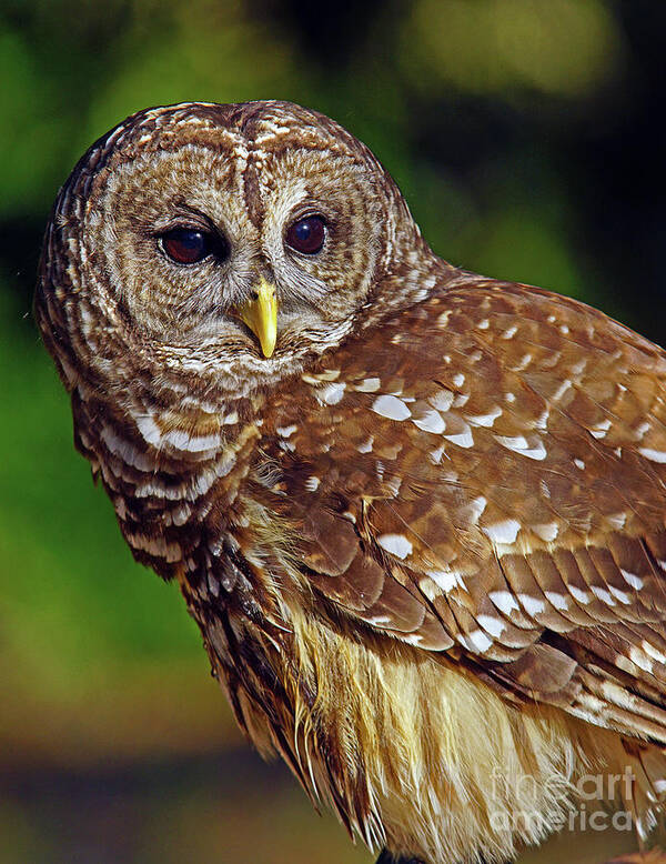 Owl Art Print featuring the photograph Barred Owl by Larry Nieland