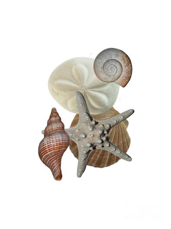 Shells; Sea Shells; Sea Biscuit; Sea Creature; Sea Life; Starfish; Knobby Starfish; Beach Bounty; Beach Find; Beach Theme; Beach Decor; Beachy; Shell Collage; Sand Dollar Art Print featuring the photograph Beach Bounty by Judy Hall-Folde