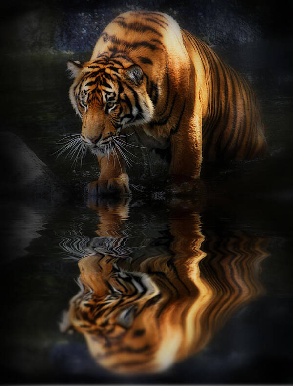 Tigers Art Print featuring the photograph Beautiful Animal by Kym Clarke