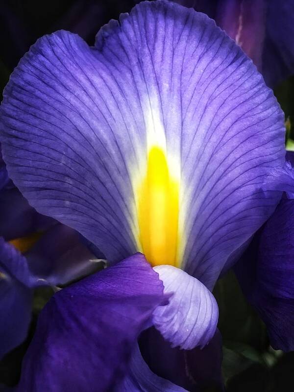 Iris Art Print featuring the photograph Beautiful Flame by Nathan Little
