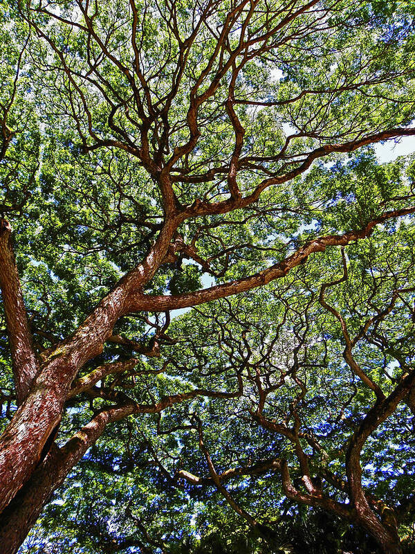 Trees Art Print featuring the photograph Beautiful Waimea Trees by Elizabeth Hoskinson