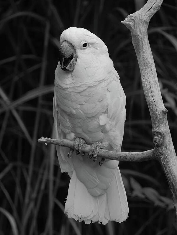 Bird Art Print featuring the photograph Big Bird by Richard Bryce and Family