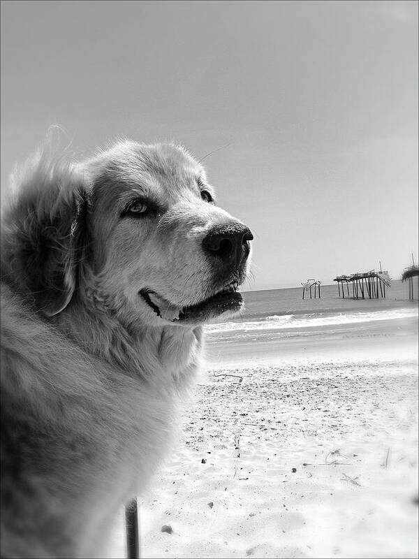 Dog Art Print featuring the photograph Big Dog at the Frisco Pier by AnneMarie Welsh