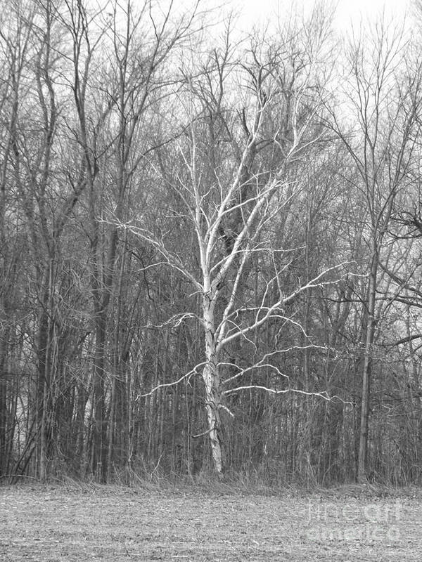 Birch Art Print featuring the photograph Birch in BW by Erick Schmidt