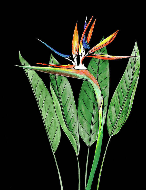 Bird Art Print featuring the mixed media Bird Of Paradise. Colored by Masha Batkova