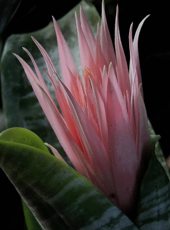 Pink Bromeliad Art Print featuring the photograph Birth of a Bromeliad by Denise Clark