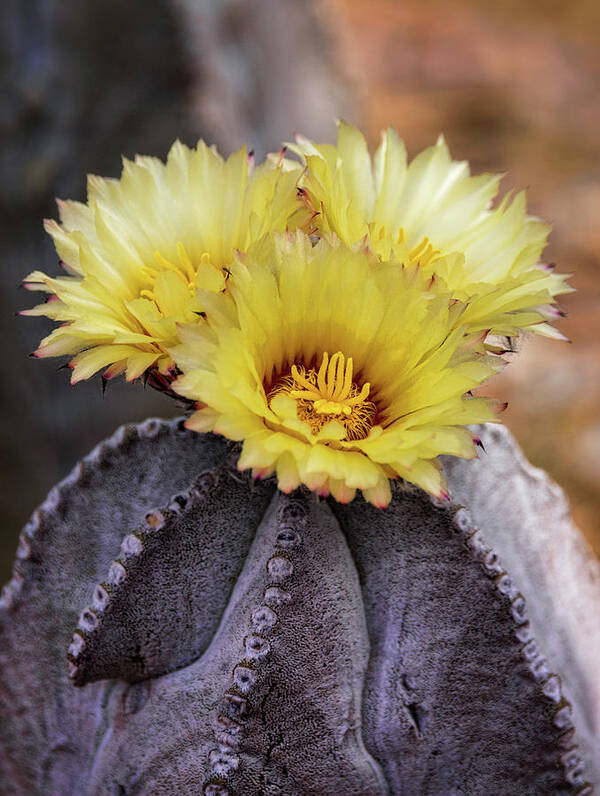 Bishop's Cap Cactus Art Print featuring the photograph Bishop's Cap Cactus by Saija Lehtonen