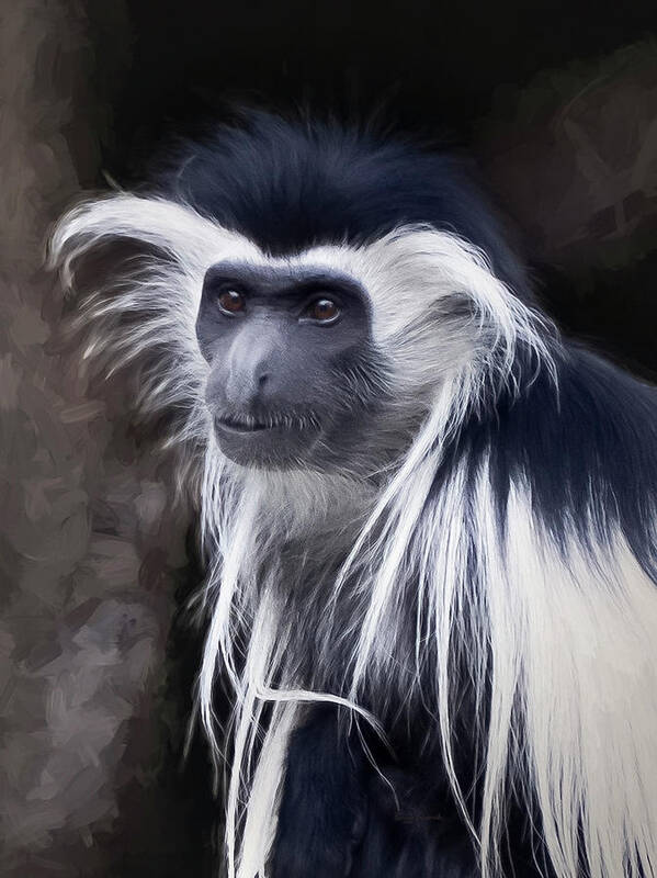 Colobus Angolensis Art Print featuring the photograph Black and white colobus monkey by Penny Lisowski