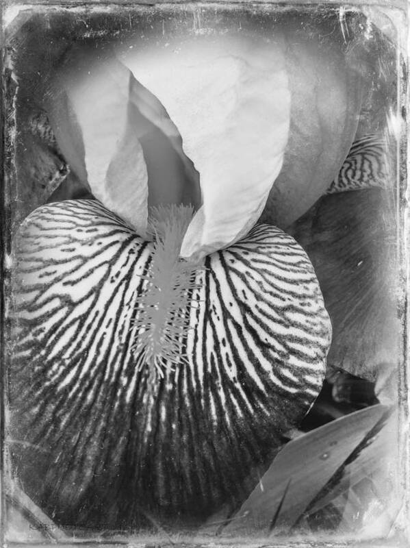 Striated Art Print featuring the photograph Black and White Orchid by Kathy Barney