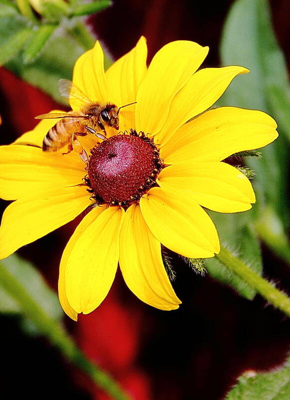 Flower Art Print featuring the photograph Black-Eyed Susan by Allen Nice-Webb