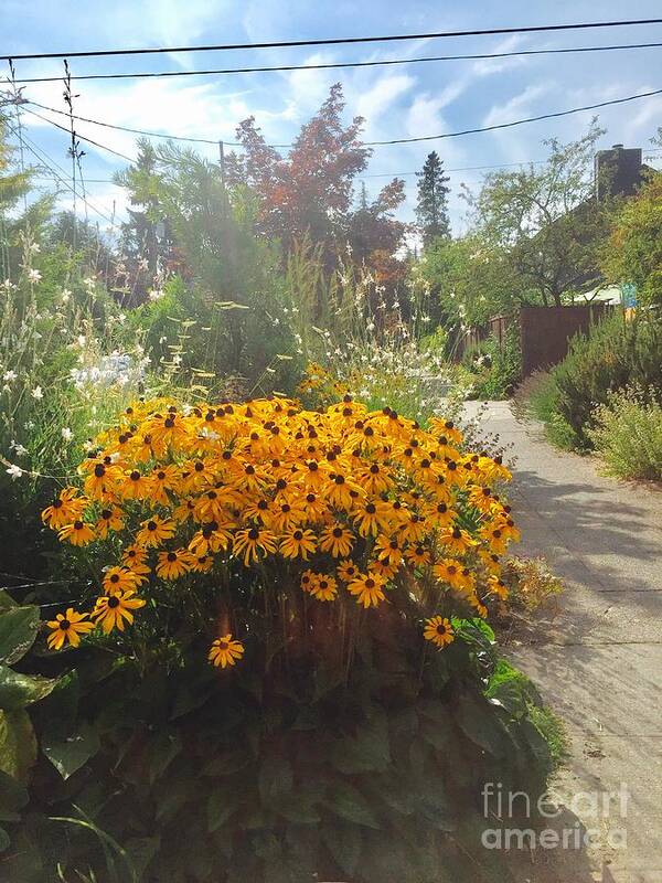 Seattle Art Print featuring the photograph Black eyed susan in the sun by LeLa Becker