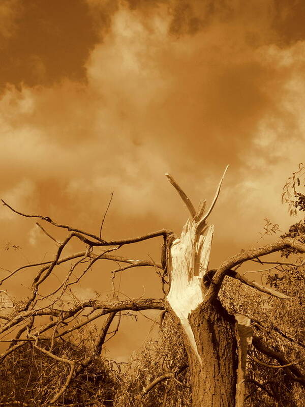 Tree Art Print featuring the photograph Blasted Tree by Elk Man