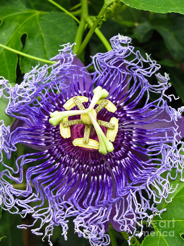 Passion Flower Art Print featuring the photograph Blue Eyed Suzy by Colleen Kammerer