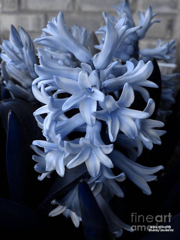 Blue Art Print featuring the photograph BLue Hyacinth by Shelley Jones