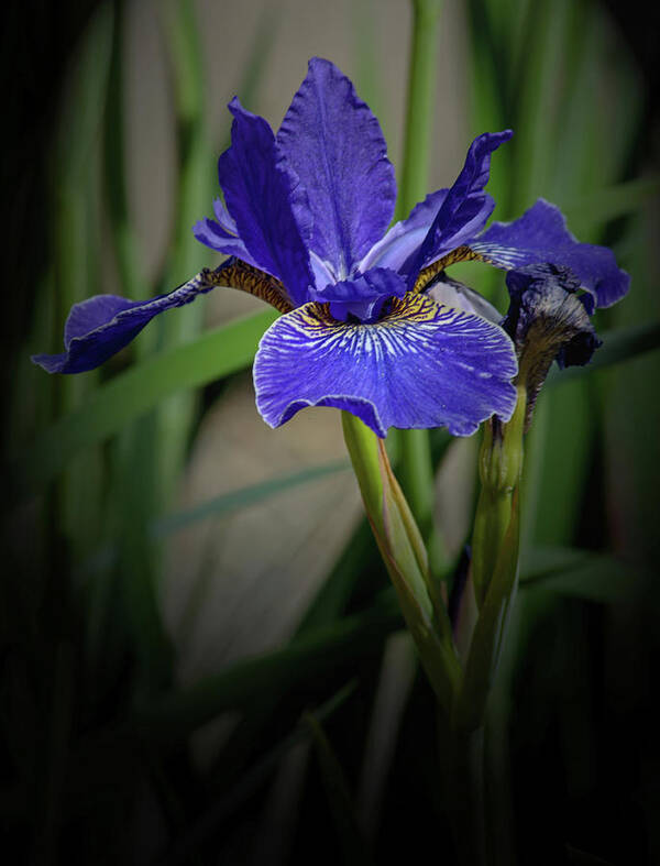 Florals Art Print featuring the photograph Blue Iris by Tikvah's Hope