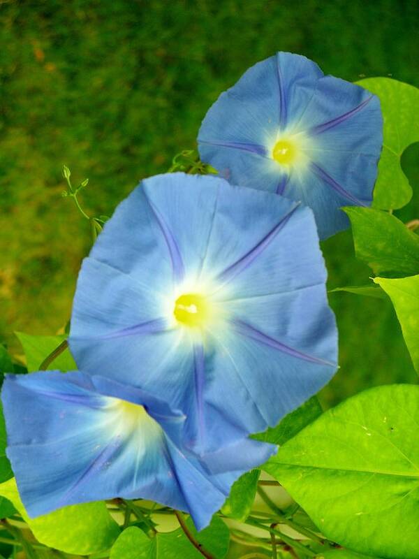 Nature Art Print featuring the photograph Blue Morning Glories by Sheli Kesteloot