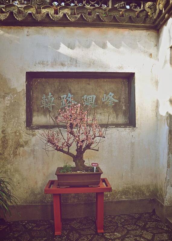 Bonsai Art Print featuring the photograph Bonsai Cherry Tree by Matt MacMillan