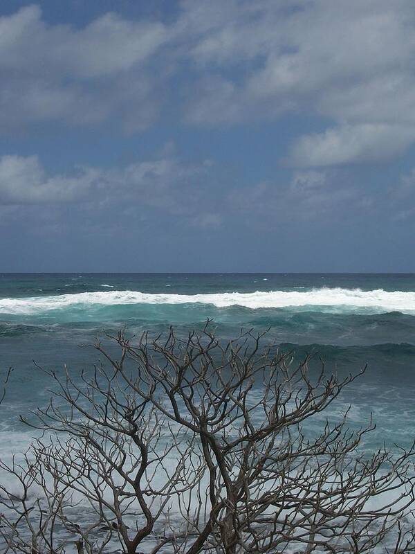 Tree Art Print featuring the photograph Branches Waves and Sky by Michelle Miron-Rebbe