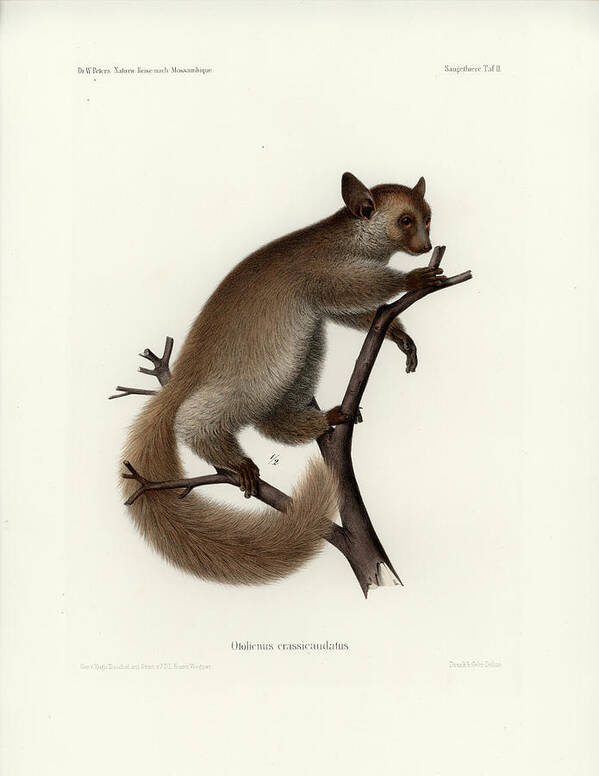 Otolemur Crassicaudatus Art Print featuring the drawing Brown Greater Galago or Thick-tailed Bushbaby by Hugo Troschel and J D L Franz Wagner