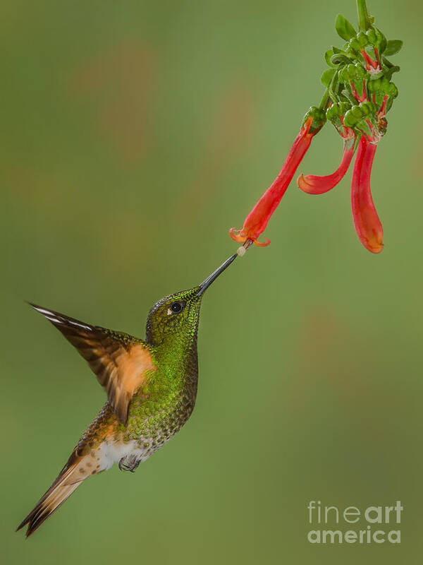 Andes Art Print featuring the photograph Buff-tail Coronet feeding from Trumpet Honeysuckle by Jerry Fornarotto