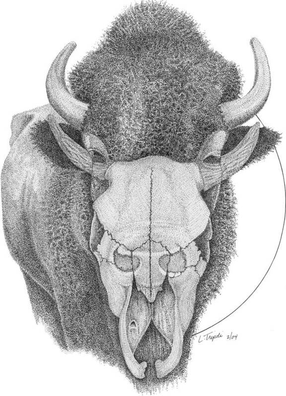 Animal Art Print featuring the drawing Buffalo by Lawrence Tripoli