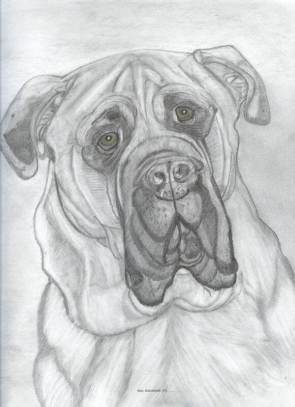 Bullmastiff Art Print featuring the drawing Bullmastiff by Don Gallacher