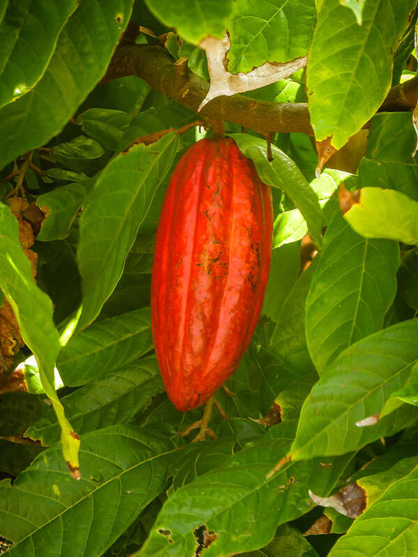 Cacao Art Print featuring the photograph Cacao Pod by Pamela Newcomb