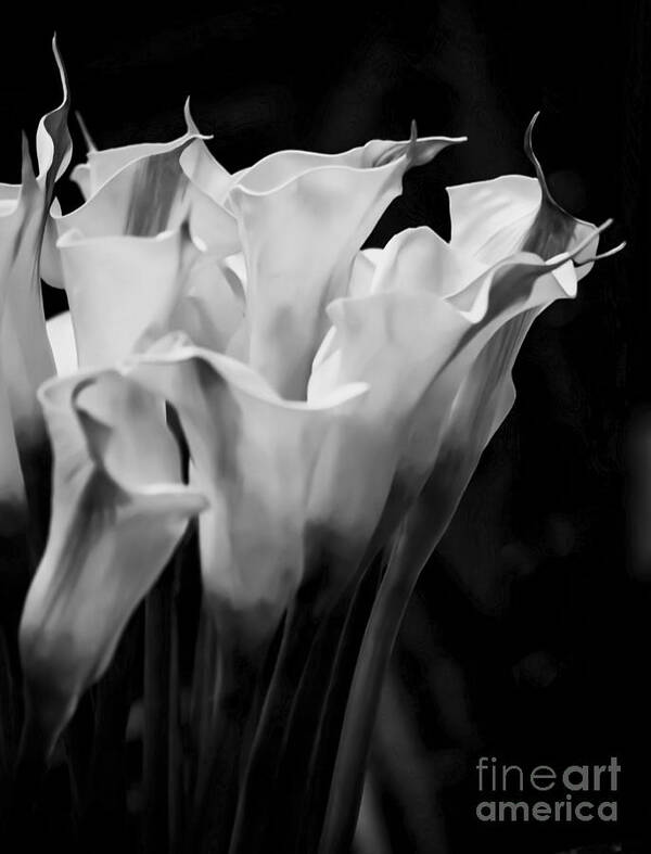 Calla Lily Art Print featuring the photograph Calla Lily Flowers by James Aiken