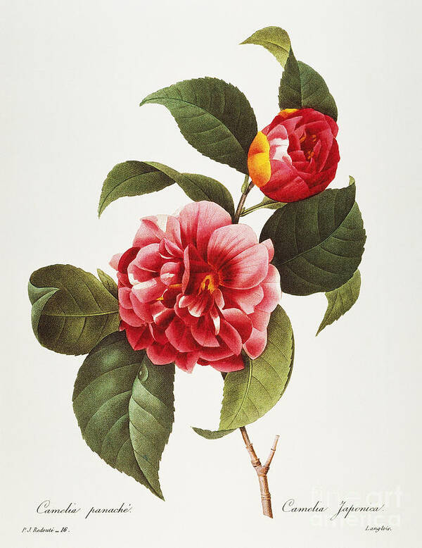 1833 Art Print featuring the photograph Camellia, 1833 by Granger