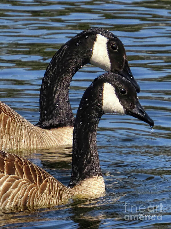 Goose Art Print featuring the photograph Canada Geese by Jennie Breeze