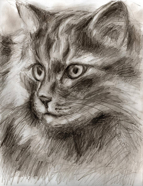 Cat Drawing Art Print featuring the drawing Cat study drawing no two by Hiroko Sakai