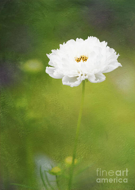 Cosmos Art Print featuring the photograph Charming White Cosmos by Anita Pollak
