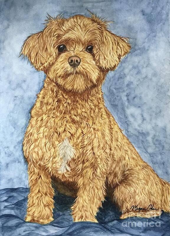 Maltipoo Art Print featuring the painting Chase the Maltipoo by Megan Cohen