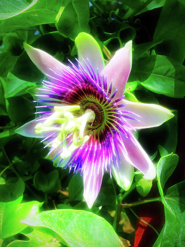 Passion Flower Art Print featuring the photograph City Flare Passion Flower 5 by Aimee L Maher ALM GALLERY