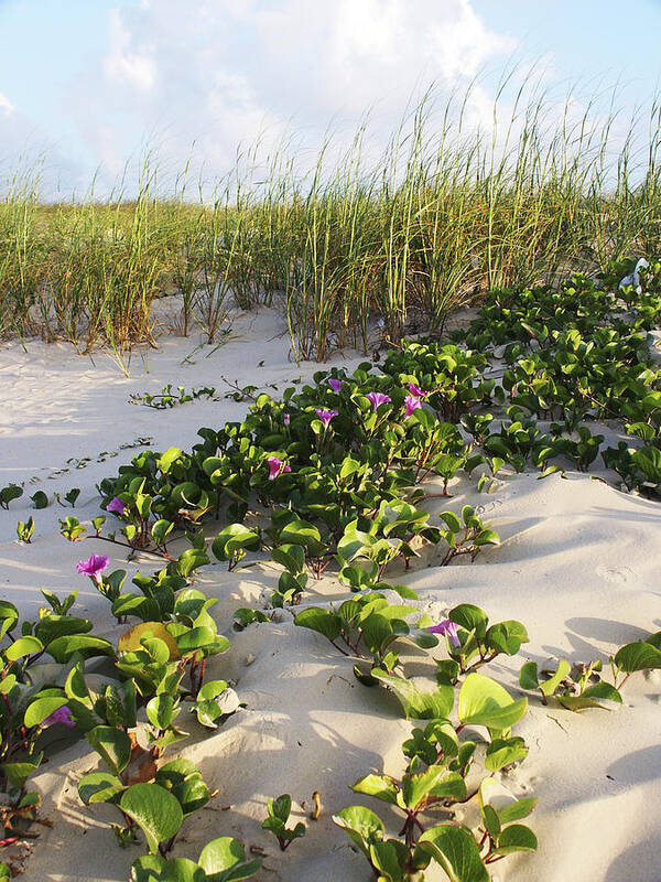 Nature Art Print featuring the photograph Climbing the Dunes by Marilyn Hunt