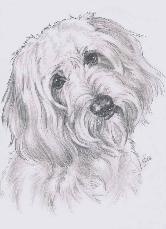 Designer Dog Art Print featuring the drawing Cocker-Poo by Barbara Keith