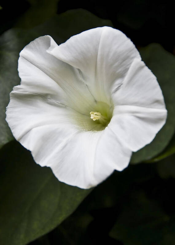 Flowers Art Print featuring the photograph Convolvulus by Svetlana Sewell