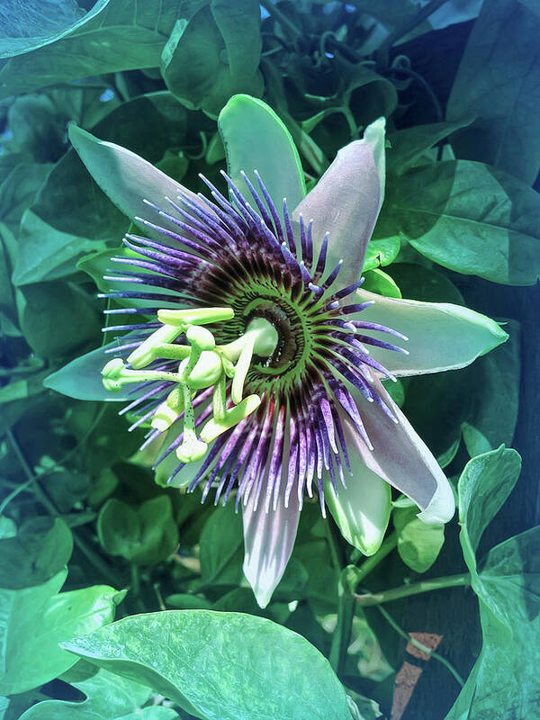Passion Flower Art Print featuring the photograph Cool Blue Passion Flower 5 by Aimee L Maher ALM GALLERY