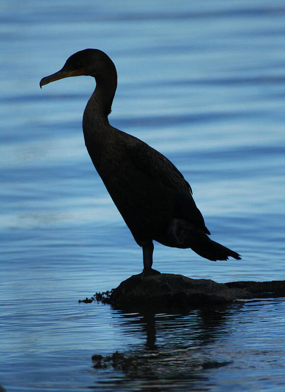 Wildlife Art Print featuring the photograph Cormorant Silhouette by William Selander