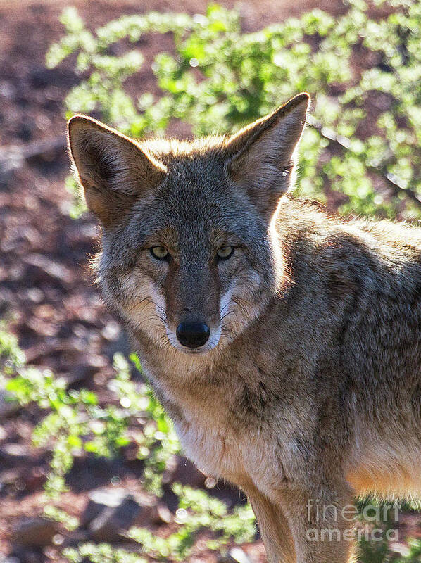 Coyote Art Print featuring the photograph Coyote Stare by Ruth Jolly