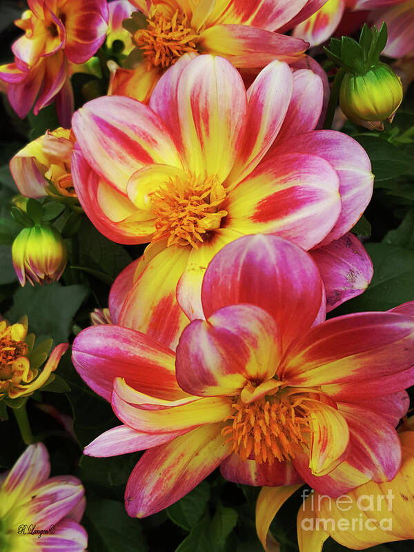 Dahlia Art Print featuring the photograph Dahlia by Rebecca Langen